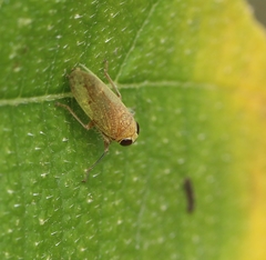 Calodia kirkaldyi