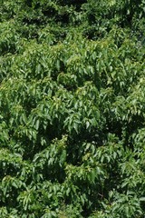 Cordia caffra