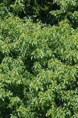 Cordia caffra