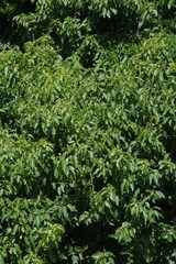 Cordia caffra