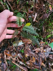 Trichomanes strictum