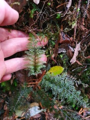 Trichomanes strictum