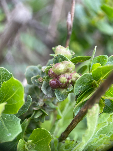 Unknown species found near Bootlegger's Steps, Pacifica, CA, US