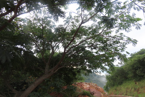 West African Albizzia (Albizia adianthifolia)