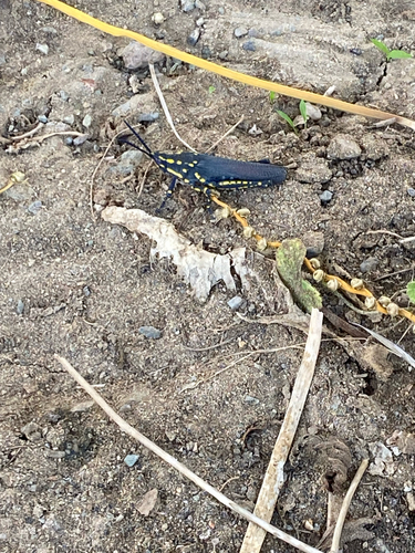 Poekilocerus bufonius