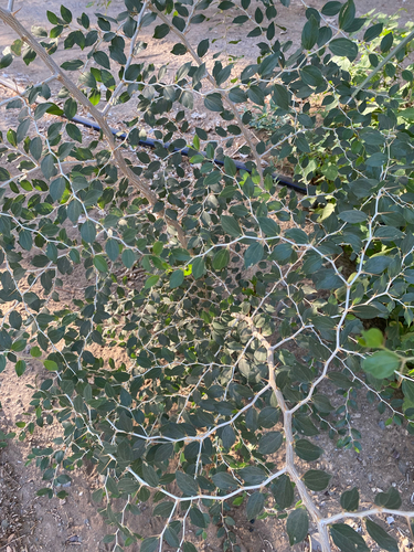 Christ's thorn jujube