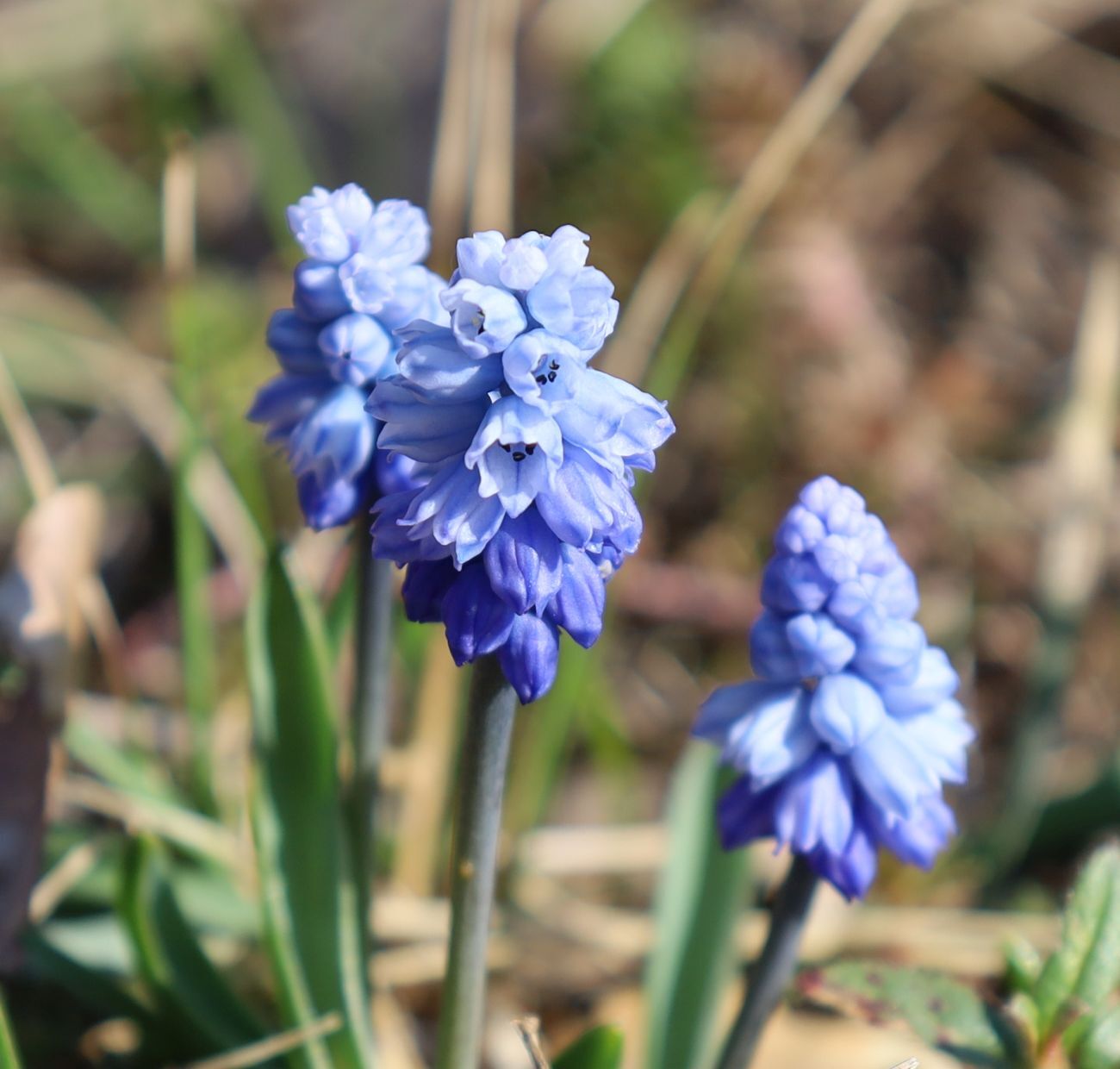 Azure grape hyacinth