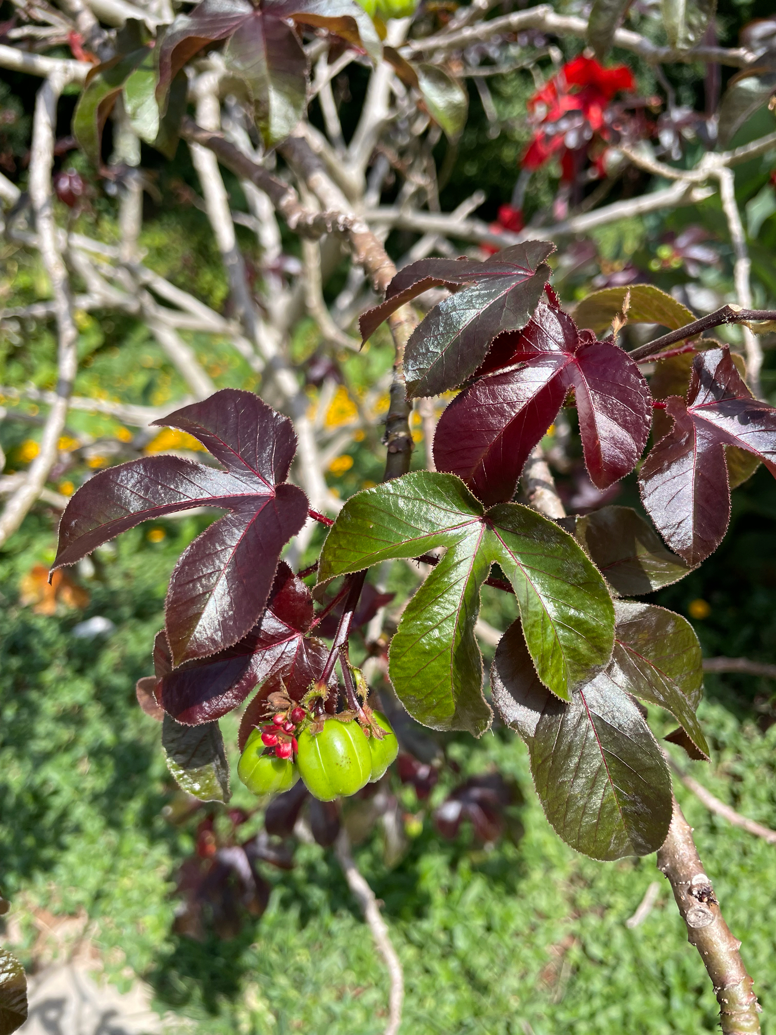 Jatropha gossypiifolia