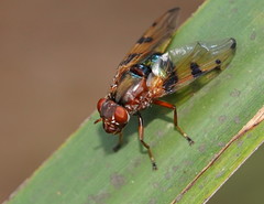 Lamprogaster laeta
