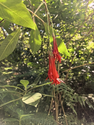 Fuchsia triphylla (Fuchsia triphylla)