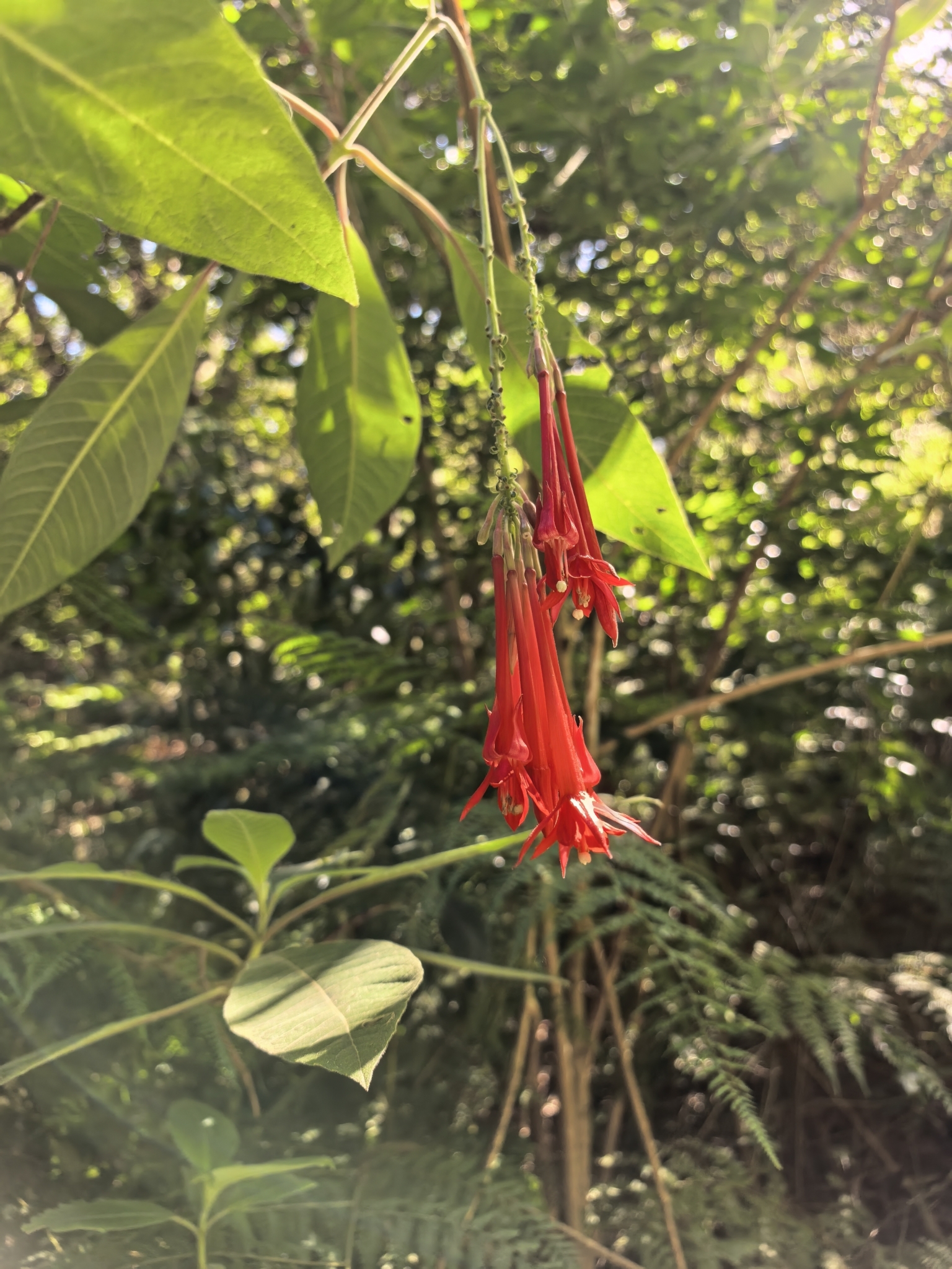 Fuchsia Triphylla (Fuchsia triphylla)