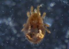 Neocnemidocoptes gallinae