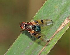 Lamprogaster laeta