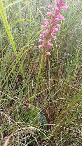 Satyrium macrophyllum observed 2026-03-08