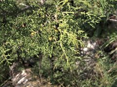 Juniperus phoenicea