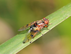 Lamprogaster laeta