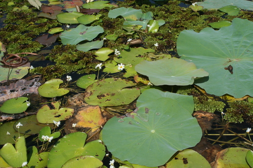 Nelumbo nucifera