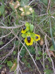 Ophrys lutea lutea