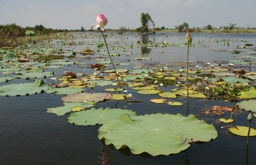 Nelumbo nucifera