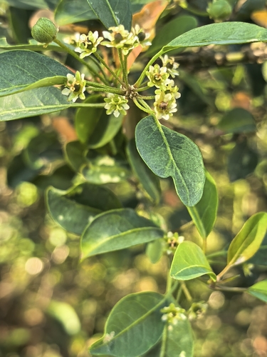 Common lightning bush (Clutia pulchella)