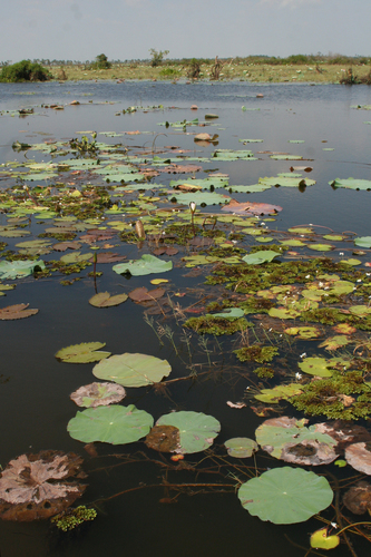 Nelumbo nucifera