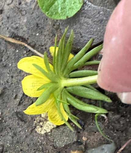 Eranthis cilicica, photograph 5