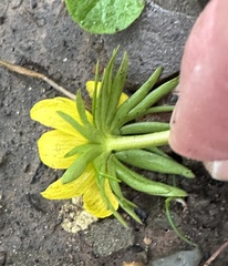 Eranthis cilicica, photograph author not stated, no rights reserved