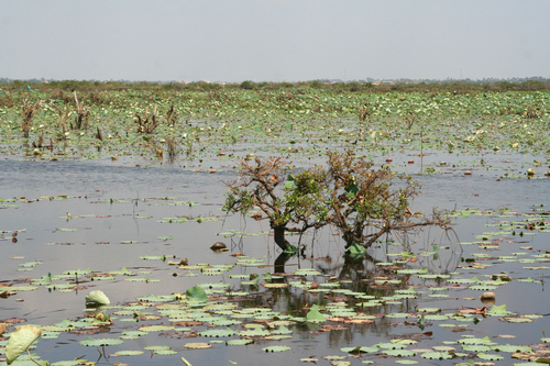Nelumbo nucifera