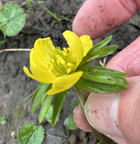 Eranthis cilicica, photograph 4