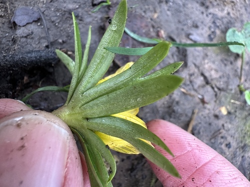 Eranthis cilicica, photograph 6