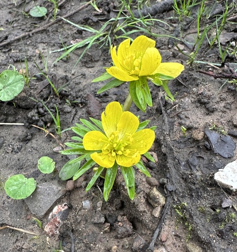 Eranthis cilicica, photograph 3