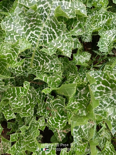 milk thistle