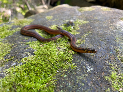 De Silva's Rough-sided Snake