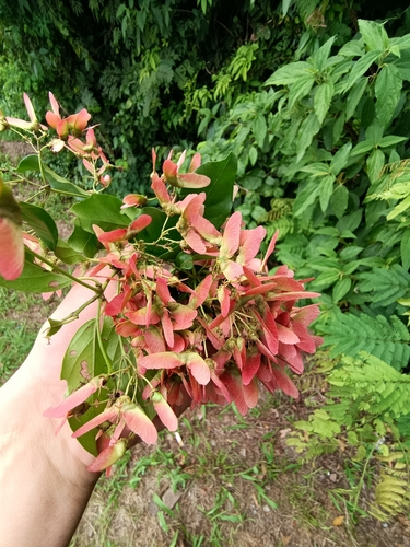 Heteropterys syringifolia