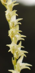 Porpax filiformis