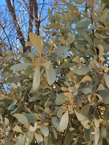 Amyema fitzgeraldii (Amyema fitzgeraldii)