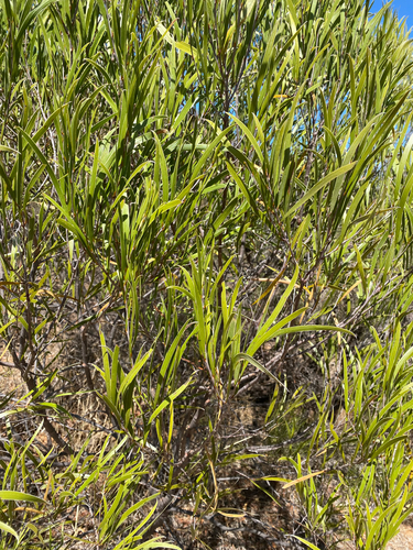 Raspberry Jam Tree (Acacia acuminata)