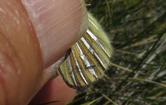 Argyrophenga janitae