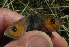 Argyrophenga janitae