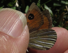 Argyrophenga janitae