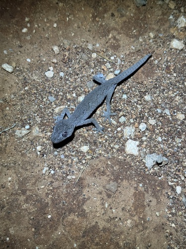 Goldfields Spiny-tailed Gecko