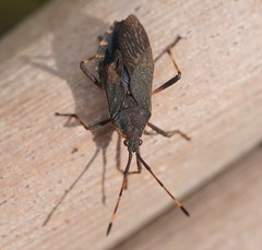 Gelonus tasmanicus