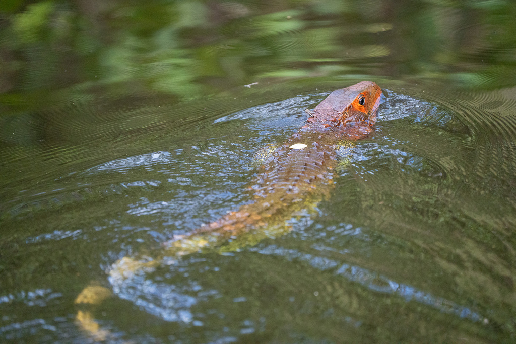 Caiman lizard