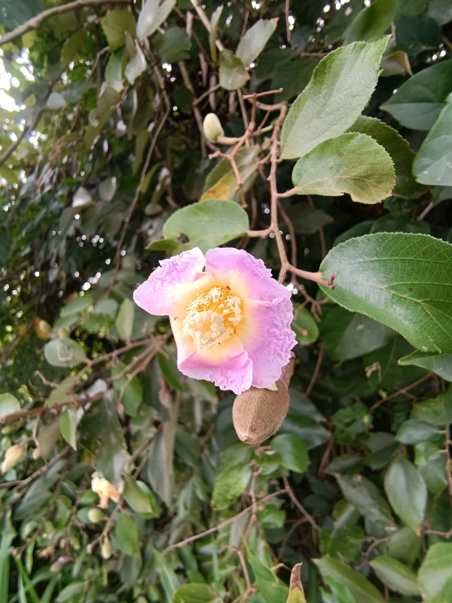 Luehea divaricata