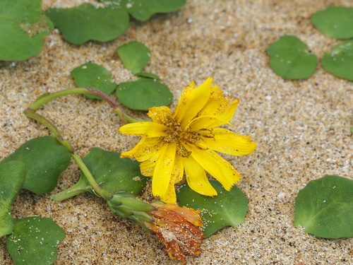 Image of Creeping Beach Ixeris (Ixeris repens) by no rights reserved