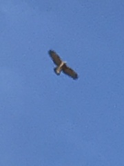 Pernis ptilorhynchus