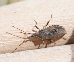 Gelonus tasmanicus