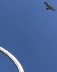 Pernis ptilorhynchus