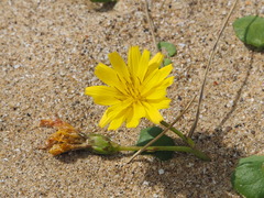 Ixeris repens