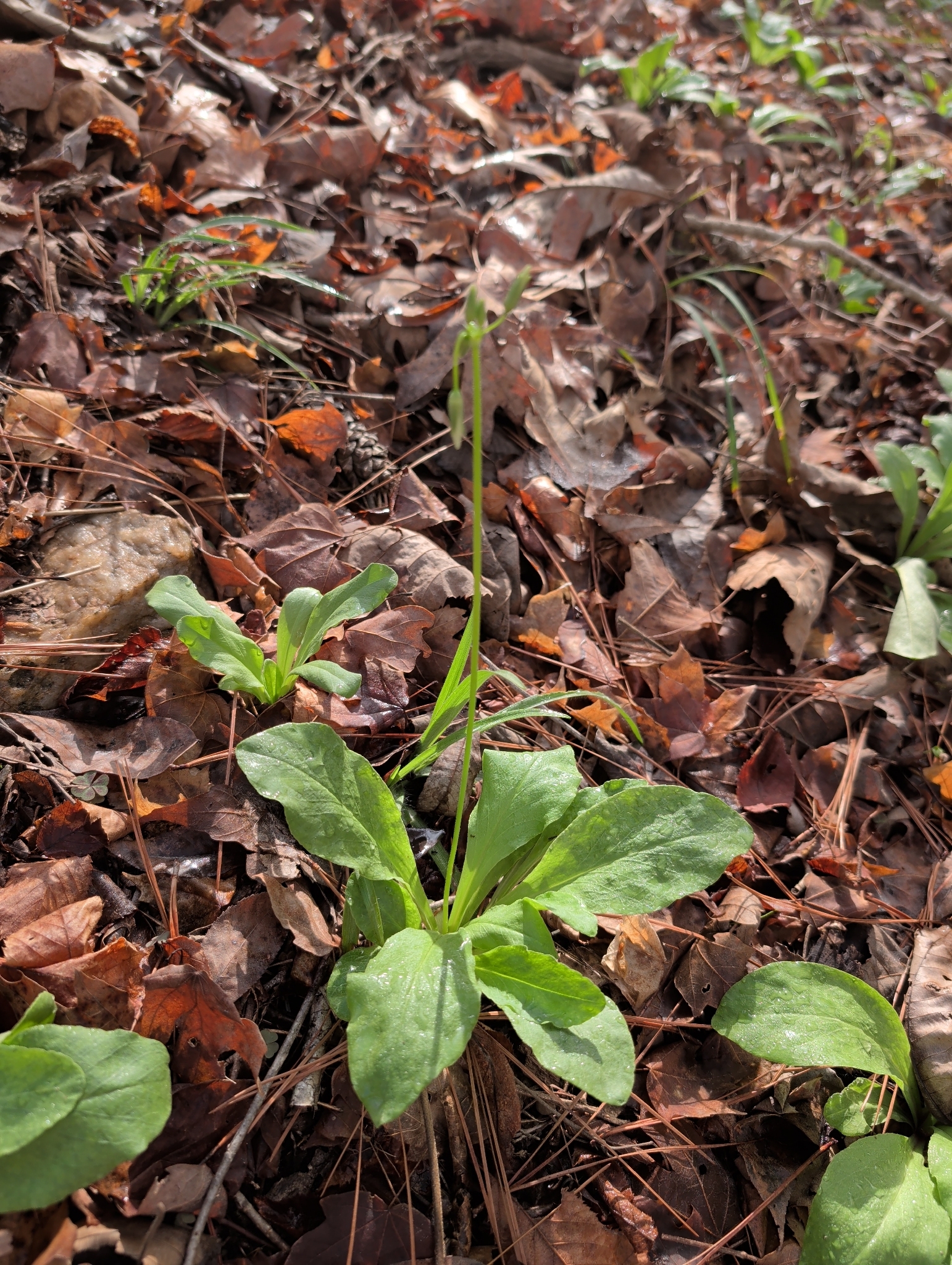 Dodecatheon meadia